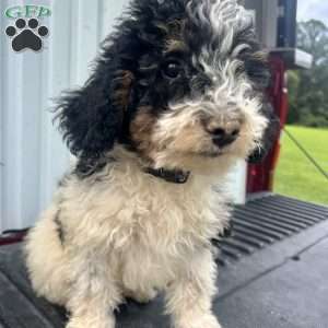 Copy of Dandy, Mini Bernedoodle Puppy