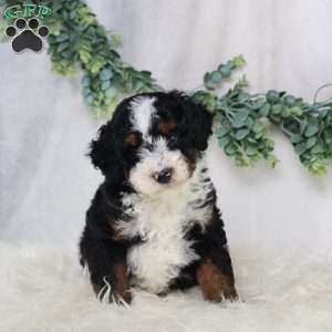Levi, Mini Bernedoodle Puppy