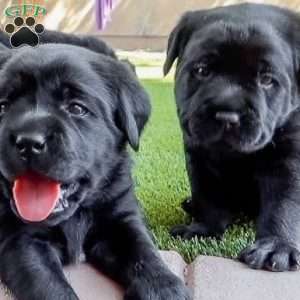 Midnight, Silver Labrador Retriever Puppy