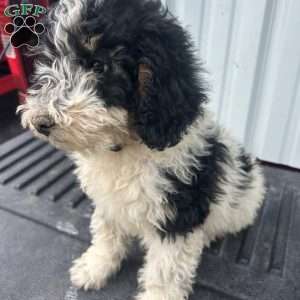 Dandy, Mini Bernedoodle Puppy