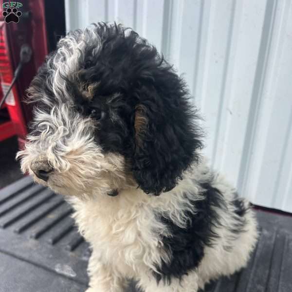 Copy of Dandy, Mini Bernedoodle Puppy