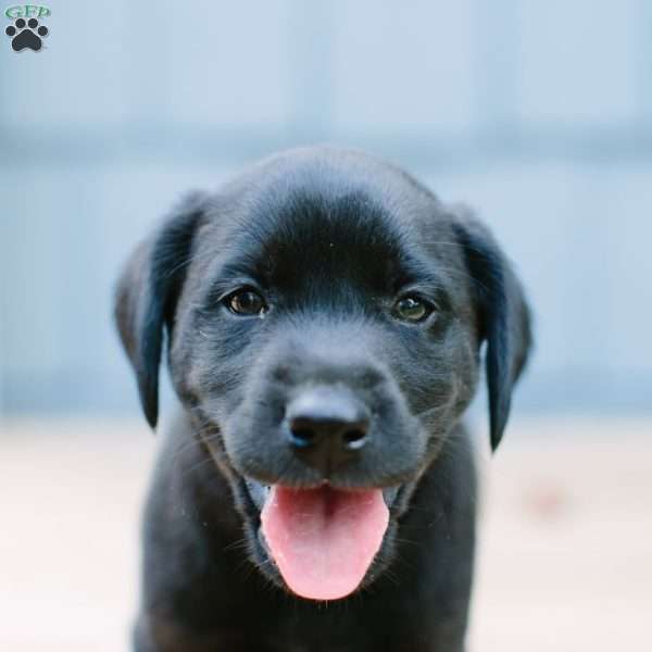 Midnight, Silver Labrador Retriever Puppy