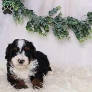Levi, Mini Bernedoodle Puppy