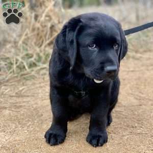 Midnight, Silver Labrador Retriever Puppy