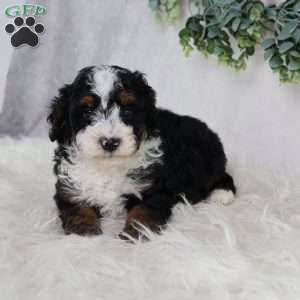 Levi, Mini Bernedoodle Puppy