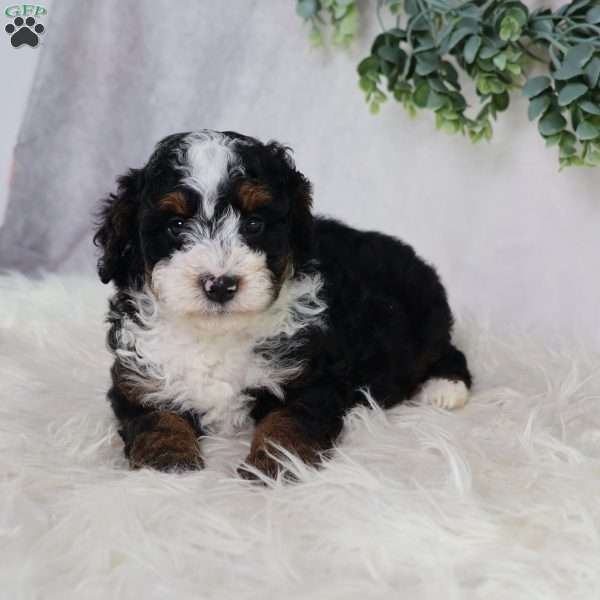 Levi, Mini Bernedoodle Puppy