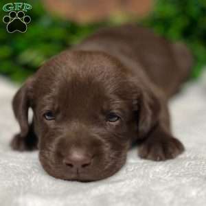 Hershey, Silver Labrador Retriever Puppy