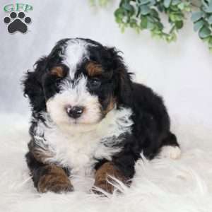 Levi, Mini Bernedoodle Puppy
