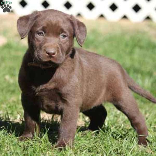 Hershey, Silver Labrador Retriever Puppy