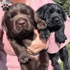 Hershey, Silver Labrador Retriever Puppy