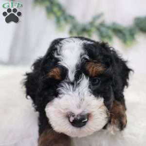 Levi, Mini Bernedoodle Puppy