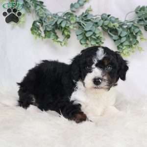 Landon, Mini Bernedoodle Puppy