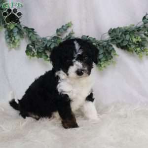 Landon, Mini Bernedoodle Puppy