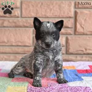 Mocha, Blue Heeler – Australian Cattle Dog Puppy