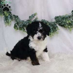 Landon, Mini Bernedoodle Puppy