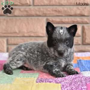 Mocha, Blue Heeler – Australian Cattle Dog Puppy