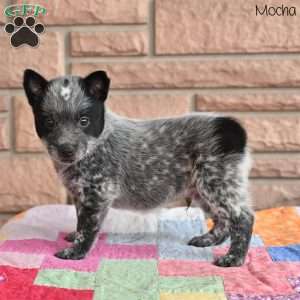 Mocha, Blue Heeler – Australian Cattle Dog Puppy
