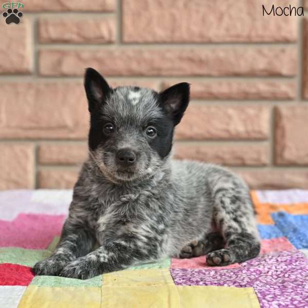 Mocha, Blue Heeler – Australian Cattle Dog Puppy