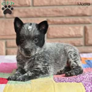Mocha, Blue Heeler – Australian Cattle Dog Puppy