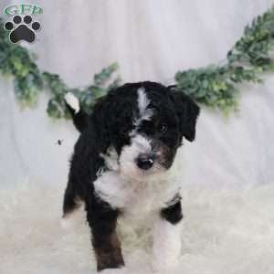 Landon, Mini Bernedoodle Puppy
