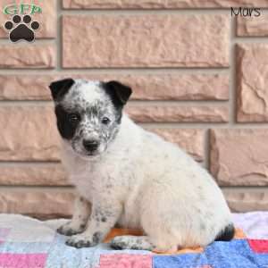 Mars, Blue Heeler – Australian Cattle Dog Puppy