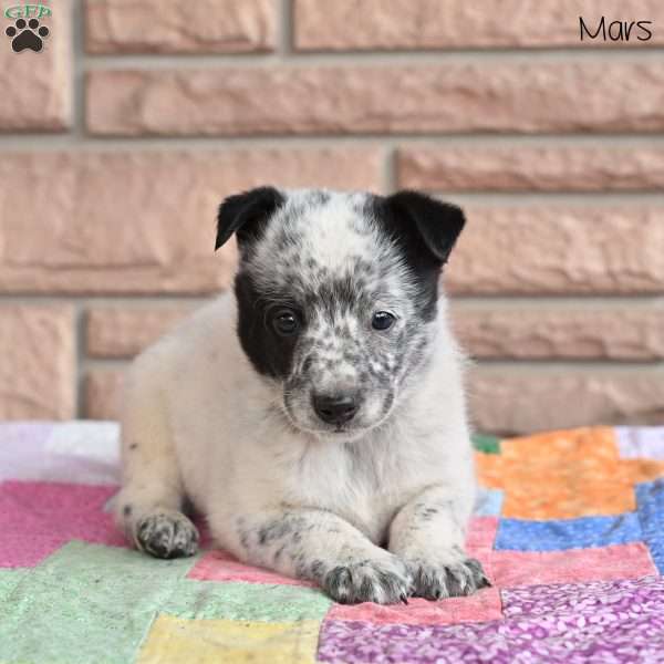Mars, Blue Heeler – Australian Cattle Dog Puppy