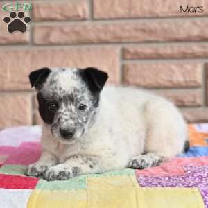 Mars, Blue Heeler – Australian Cattle Dog Puppy