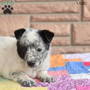 Mars, Blue Heeler – Australian Cattle Dog Puppy