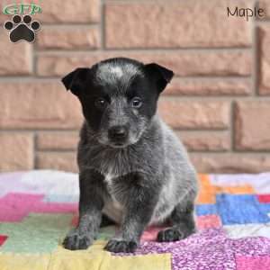 Maple, Blue Heeler – Australian Cattle Dog Puppy