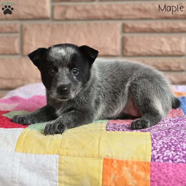 Maple, Blue Heeler – Australian Cattle Dog Puppy