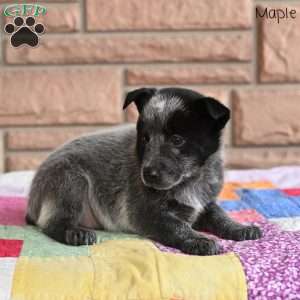 Maple, Blue Heeler – Australian Cattle Dog Puppy