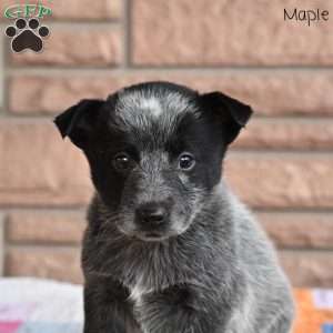 Maple, Blue Heeler – Australian Cattle Dog Puppy