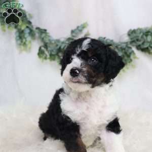 Landon, Mini Bernedoodle Puppy
