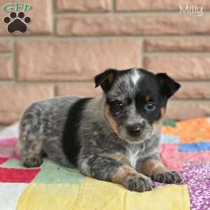 Milly, Blue Heeler – Australian Cattle Dog Puppy