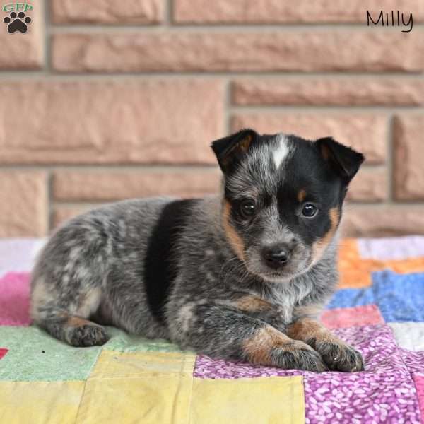 Milly, Blue Heeler – Australian Cattle Dog Puppy