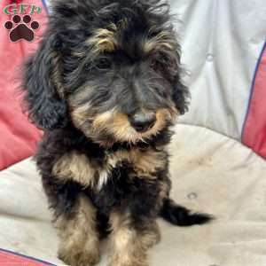 Copy of  Devony, Mini Bernedoodle Puppy