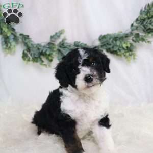 Landon, Mini Bernedoodle Puppy