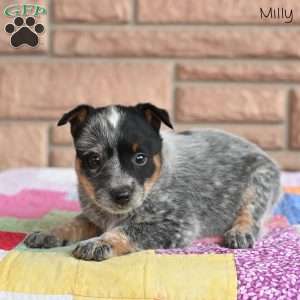 Milly, Blue Heeler – Australian Cattle Dog Puppy