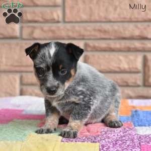 Milly, Blue Heeler – Australian Cattle Dog Puppy
