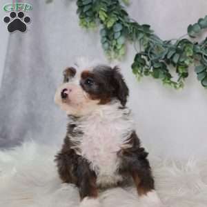 Leo, Mini Bernedoodle Puppy