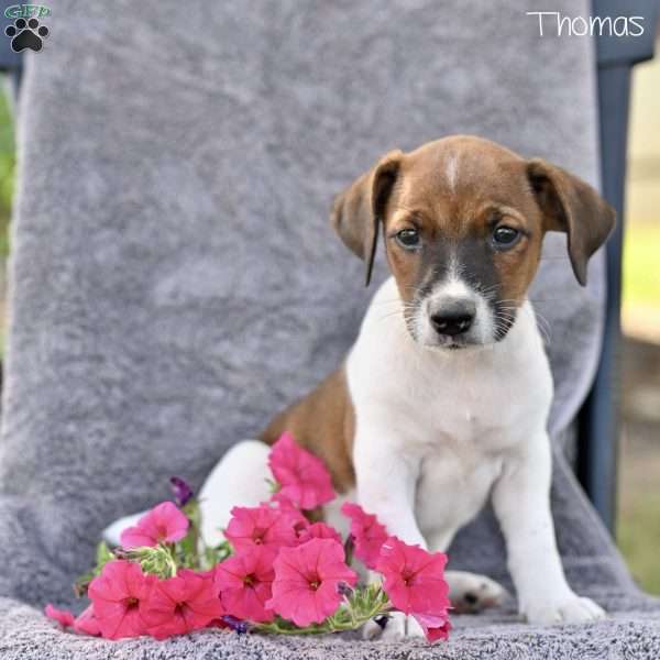Thomas, Jack Russell Terrier Puppy