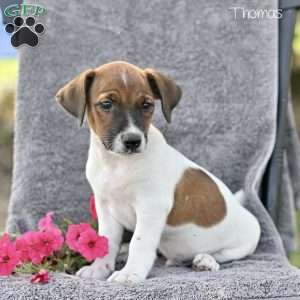 Thomas, Jack Russell Terrier Puppy