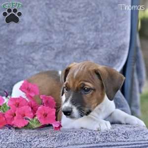 Thomas, Jack Russell Terrier Puppy