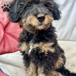 Copy of  Devony, Mini Bernedoodle Puppy