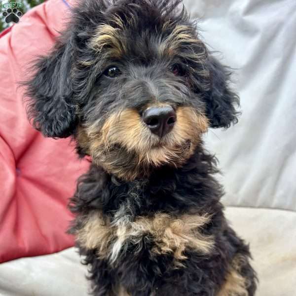 Devony, Mini Bernedoodle Puppy