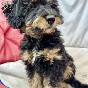 Devony, Mini Bernedoodle Puppy