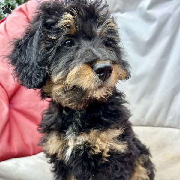Copy of  Devony, Mini Bernedoodle Puppy