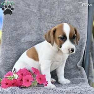 Trevor, Jack Russell Terrier Puppy