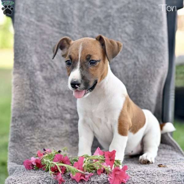 Tori, Jack Russell Terrier Puppy