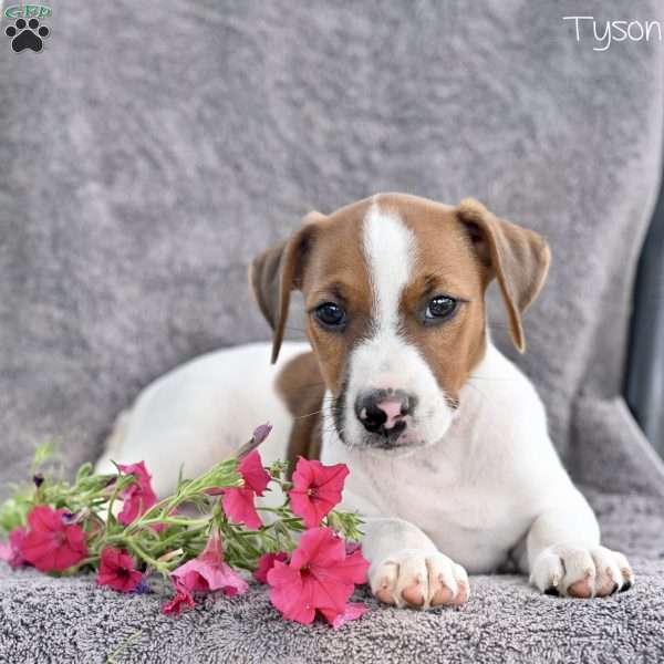 Tyson, Jack Russell Terrier Puppy